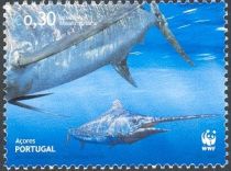 Atlantic Blue Marlin (Makaira nigricans)