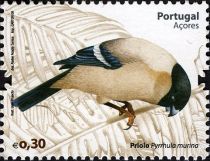 Azores Bullfinch (Pyrrhula murina)