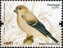 Azores Bullfinch (Pyrrhula murina)