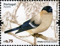 Azores Bullfinch (Pyrrhula murina)