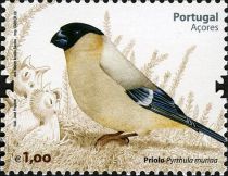 Azores Bullfinch (Pyrrhula murina)