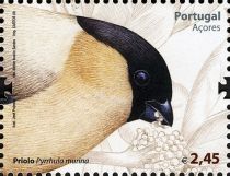 Azores Bullfinch (Pyrrhula murina)