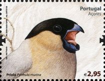 Azores Bullfinch (Pyrrhula murina)