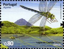 Dragonfly - Lagoon of Capitão (Pico)