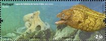 Octopus (Octous sp.), Moray Eel (Muraenidae)