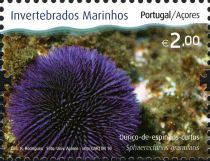 Purple Sea Urchin (Sphaerechinus granularis)