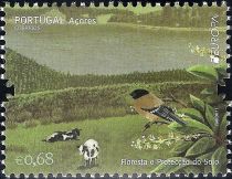 Azores Bullfinch (Pyrrhula murina), Cattle (Bos primigenius