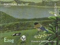 Azores Bullfinch (Pyrrhula murina), Cattle (Bos primigenius