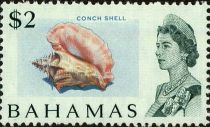 Conch Shell