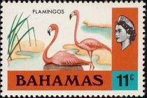 American Flamingo (Phoenicopterus ruber)