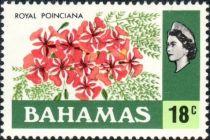 Royal poinciana