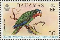 Bahamian Parrot (Amazona leucocephala bahamensis)