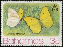 Yellow-angled Sulphur (Anteos maerula)