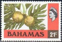 Breadfruit