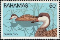 Bahama Duck (Anas bahamensis)