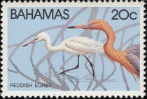 Reddish Egret (Egretta rufescens)