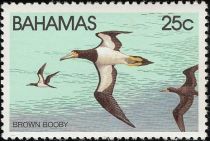 Brown Booby (Sula leucogaster)