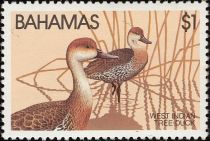 West Indian Tree Duck (Dendrocygna arborea)