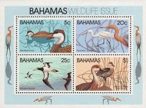 Bahamas wildlife - Birds