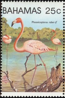 American Flamingo (Phoenicopterus ruber)