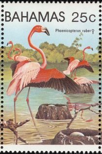 American Flamingo (Phoenicopterus ruber)