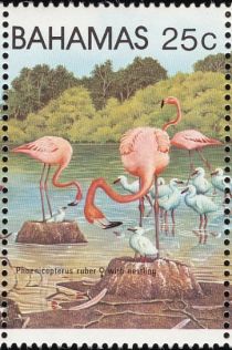 American Flamingo (Phoenicopterus ruber)