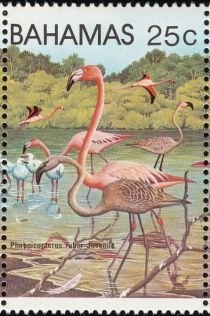 American Flamingo (Phoenicopterus ruber)