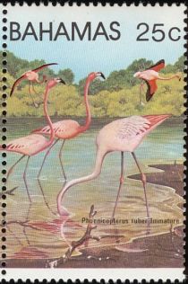 American Flamingo (Phoenicopterus ruber)