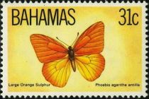 Orange Giant Sulphur (Phoebis agarithe antilla)