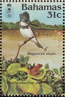 Belted Kingfisher (Megaceryle alcyon), Greenhouse Frog