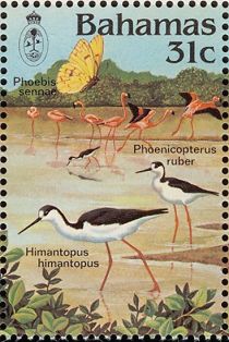 American Flamingo, Black-necked Stilt