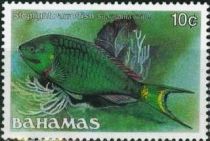 Stoplight Parrotfish (Sparisoma viride)