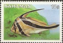 Jackknife Fish (Equetus lanceolatus)