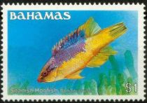 Spanish Hogfish (Bodianus rufus)