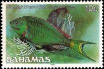 Stoplight Parrotfish (Sparisoma viride)