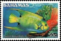 Queen Angelfish (Holacanthus ciliaris)