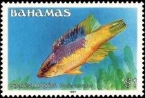 Spanish Hogfish (Bodianus rufus)