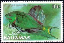 Stoplight Parrotfish (Sparisoma viride)