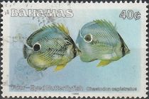 Four-eyed Butterflyfish (Chaetodon capistratus)