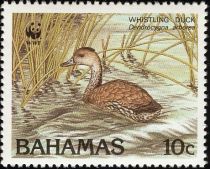 West Indian Whistling Duck (Dendrocygna arborea)