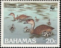 West Indian Whistling Duck (Dendrocygna arborea)