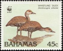 West Indian Whistling Duck (Dendrocygna arborea)