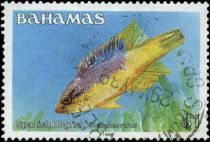 Spanish Hogfish (Bodianus rufus)