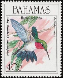 Ruby-throated Hummingbird (Archilochus colubris)