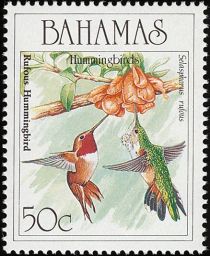 Rufous Hummingbird (Selasphorus rufus)