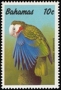 Bahamian Parrot (Amazona leucocephala bahamensis)