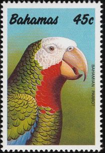 Bahamian Parrot (Amazona leucocephala bahamensis)