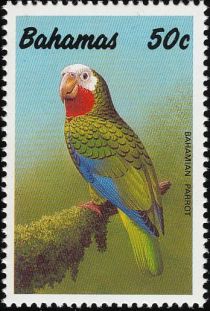 Bahamian Parrot (Amazona leucocephala bahamensis)