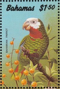 Bahamian Parrot (Amazona leucocephala bahamensis)