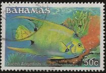 Queen Angelfish (Holacanthus ciliaris)